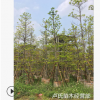 產地直銷現貨（尖葉杜英）綠化園林喬木袋苗地苗支持看現貨