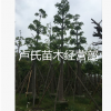 苗木現貨（本地木棉）落葉喬木園林綠化行道樹袋苗移植苗規格齊全