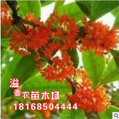 批發(fā)正宗丹桂品種 寬葉紅 精品桂花樹 桂花苗 桂花樹苗 盆栽桂花