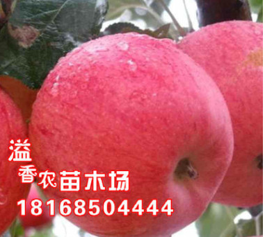 盆栽地載果樹苗 嫁接蘋果樹苗 白水蘋果苗 南方北方種植 當年結(jié)果