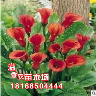批發(fā)進口 特價促銷 進口彩色馬蹄蓮根【紅衣】馬蹄蓮.當年可開花