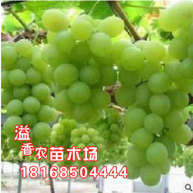 優(yōu)質(zhì)果樹苗 葡萄園皇后大葡萄 葡萄樹苗 葡萄苗 庭院陽臺盆栽果樹