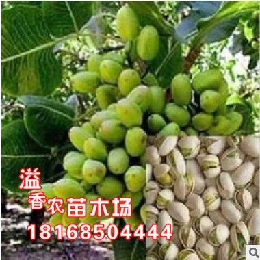 基地批發(fā) 果樹苗盆栽開心果苗長果阿月渾子9月上旬成熟 盆栽果樹