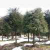 南方紅豆杉8-10公分基地直銷(xiāo)，紅豆杉大樹(shù)苗