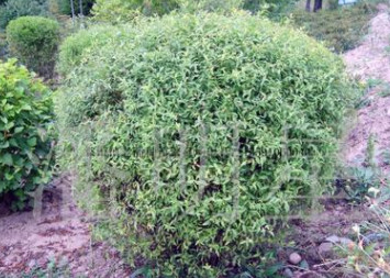 開(kāi)原市老潘花木場(chǎng)為您提供造型植物珍珠繡線(xiàn)菊球造型柏樹(shù)水臘造型