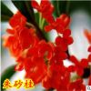 室內庭院盆栽嫁接桂花樹苗 朱砂桂 狀元紅 沉香桂 丹桂 當年開花