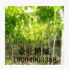 金葉糖槭 金葉復(fù)葉槭 糖槭樹唐槭樹塘槭苗木樹苗