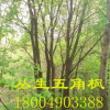 叢生五角楓 風(fēng)樹 園林綠化 從生 苗圃工程?hào)|北大樹