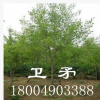 優(yōu)質(zhì)園林綠化苗木行道樹 濕地綠化風(fēng)景樹