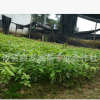 廠家批發(fā) 楠木小樹苗 園林綠化植物種苗 綠化風(fēng)景樹苗