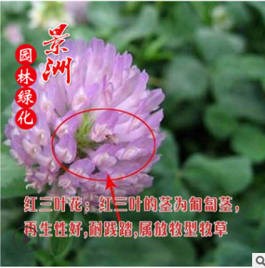 批發(fā)一年生紫花苜蓿草籽黑麥草種子 牧草種子牲口牛羊飼料種子