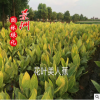 園林種苗花葉美人蕉 花葉美人蕉價(jià)格 水生美人蕉