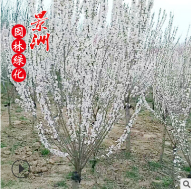 供應(yīng)珍珠梅綠化小樹(shù)苗 道路小區(qū)別墅景觀園林施工