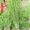 木槿 園林觀賞植物木槿小苗規(guī)格全喬木科風(fēng)景樹