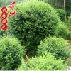 小葉女貞球 灌木園林植物 常綠性植物量大從優(yōu)女貞球