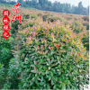 紅葉石楠球30-3.5米 直銷批發(fā)公園學(xué)校園林觀賞植物小苗規(guī)格