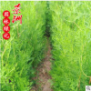 柏樹苗 0.5-1.2米側(cè)柏苗學(xué)校綠化馬路綠籬園林觀賞植物柏樹苗批