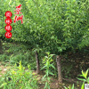 紅梅樹苗造型盆景嫁接苗 庭院室內(nèi)盆栽