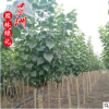 紫丁香 5-10公分紫丁香 園林觀賞植物小苗風(fēng)景樹直銷