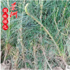 白皮松小苗 直銷批發(fā)護(hù)坡綠化學(xué)校綠化馬路園林植物白皮松樹苗