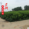 園林種苗桑樹苗 1-1.5米桑樹苗價(jià)格 苗圃直銷桑樹苗