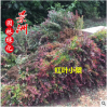 園林種苗紅葉小檗 紅葉小檗價(jià)格 彩色綠籬紅葉小檗