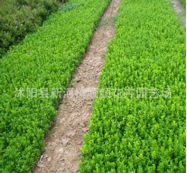 批發(fā)綠化工程用小葉黃楊綠色籬笆小葉黃楊球 500萬(wàn)株黃楊小苗