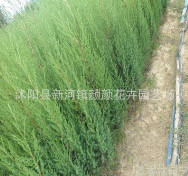 優(yōu)質(zhì)北京檜 河南檜 四季常青 綠化苗木基地批發(fā)