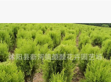 批發(fā)灑金柏 灑金柏球 灑金柏苗木 園林綠化苗木直銷(xiāo)