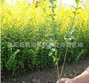 低價(jià)處理批發(fā) 金葉女貞苗 金葉女貞小苗 金葉女貞球 花卉苗木批發(fā)