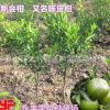 果苗 果樹苗 新會(huì)柑苗 廣陳柑苗 陳皮柑苗 正品