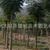 長期供應(yīng)移栽叢生樸樹 叢生樸樹小苗 量大從優(yōu)