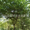 基地批發(fā)工程苗櫸樹 移栽櫸樹 櫸樹樹苗 歡迎訂購