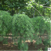 供應龍爪槐行道樹盤槐國槐規(guī)格全園林庭院觀賞造型綠化木量大優(yōu)惠