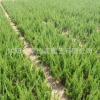 龍柏小苗 龍柏苗園林綠化工程基地直銷量大優(yōu)惠龍柏苗批