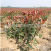 批發(fā)庭院綠化植物樹苗 紅葉石楠苗球量大從優(yōu) 規(guī)格齊全