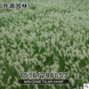 批發供應優質狼尾草苗 四季常青 耐踐踏 量大優惠