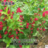 基地批發(fā)紅王子錦帶苗 規(guī)格齊全 量大優(yōu)惠