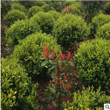 基地直銷(xiāo)批發(fā)茶花樹(shù)茶花球常綠灌木 規(guī)格齊全 地栽
