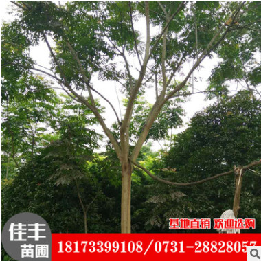 基地直銷(xiāo) 湖南柏家鎮(zhèn)欒樹(shù)工程綠化規(guī)格齊全 欒樹(shù)