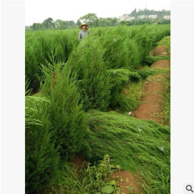 松柏樹(shù) 風(fēng)景雪松 工程綠化樹(shù)木四季常青