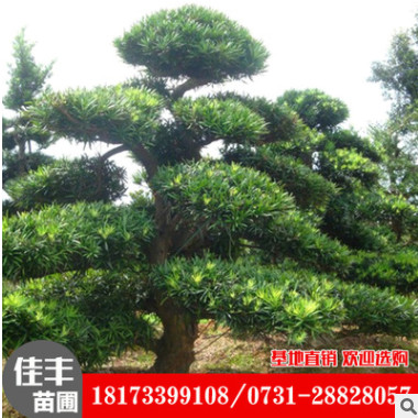 供應(yīng)羅漢松批發(fā) 基地直銷(xiāo)羅漢松樹(shù) 大型羅漢松全網(wǎng)特價(jià)