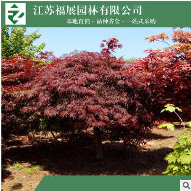 羽毛楓 高桿嫁接羽毛楓 別墅庭院造景植物基地批發