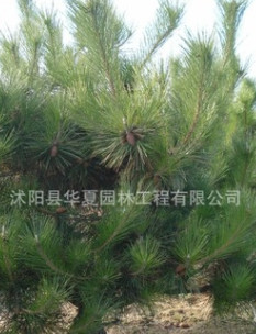 移種5年以上的黑松【地徑8公分以上】價(jià)格優(yōu)惠l量大從優(yōu)