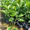 彩葉重瓣扶桑 重瓣多瓣扶桑 朱槿牡丹庭院小區(qū)綠化苗木基地直銷