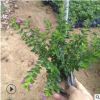 基地供應綠化苗木孔雀梅 滿天星地被苗木 綠化苗木滿天星批發(fā)