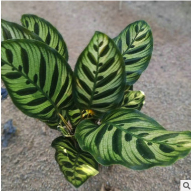 基地直銷 室內觀賞植物 孔雀竹芋 觀葉盆栽花卉