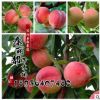 桃樹樹苗 品種齊全 果樹苗 早熟嫁接桃樹苗 3年苗 當(dāng)年結(jié)果