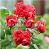 歐洲進(jìn)口歐月藤本月季花苗 歐月苗薔薇庭院爬藤植物攀援四季開花