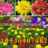 盆栽菊花 四季菊花 菊花盆栽 菊花苗 當(dāng)年開花賽蘭花 四季開花